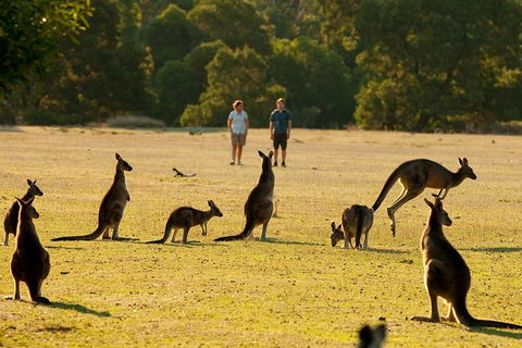 Grampians National Park Small-Group Eco Tour From Melbourne - Attractions 4