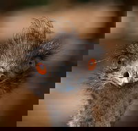 Currumbin Wildlife Sanctuary General Entry Ticket - Attractions