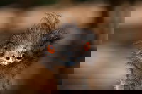 Currumbin Wildlife Sanctuary General Entry Ticket, Surfers Paradise