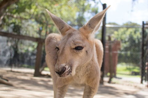 Currumbin Wildlife Sanctuary General Entry Ticket - See Attractions 2