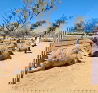 West MacDonnell Ranges Half-Day Small-Group Tour with Camel Ride - Attractions