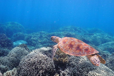 Calypso Outer Great Barrier Reef Cruise From Port Douglas - Attractions 2