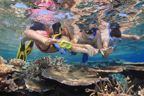 Calypso Outer Great Barrier Reef Cruise From Port Douglas - Attractions 3