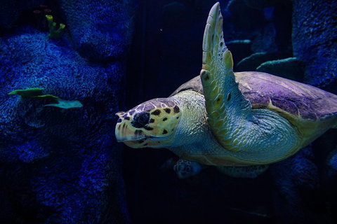 Sydney Attractions Pass: SEA LIFE Aquarium, Sydney Tower Eye, WILD LIFE Zoo And Madame Tussauds - Attractions 1