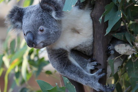 Sydney Attractions Pass: SEA LIFE Aquarium, Sydney Tower Eye, WILD LIFE Zoo And Madame Tussauds - Attractions 2