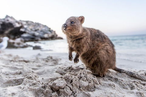 Rottnest Island All-Inclusive Grand Island Tour From Fremantle - Attractions 2