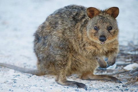 Perth To Rottnest Island Roundtrip Ferry Ticket - Attractions 3