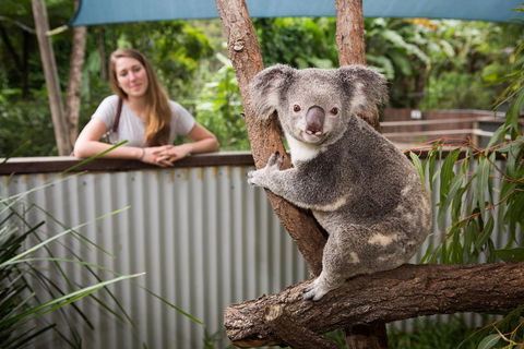 Breakfast With The Koalas At Hartley's Crocodile Park From Cairns Or Palm Cove - Attractions 5