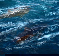 Sydney Whale-Watching Cruise - Attractions