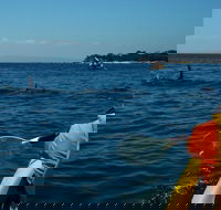 Mornington Peninsula Kayak Coastline Tour of Dolphin Sanctuary - Attractions