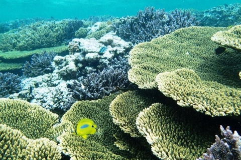 Abrolhos Islands Scenic Flight & Snorkel Adventure From Perth - Attractions 4