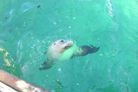 Abrolhos Islands Scenic Flight & Snorkel Adventure From Perth - Attractions 5