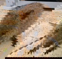 Wave Rock Pinnacles and Rottnest One Day Aeroplane Tour - Attractions
