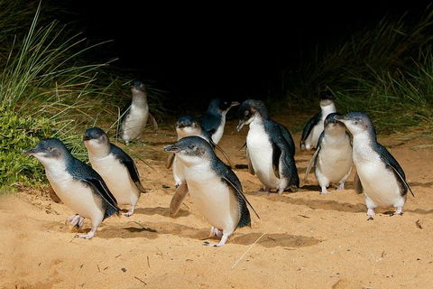 Small Group - Phillip Island Hike & Penguin Parade Day Tour From Melbourne - Attractions 1