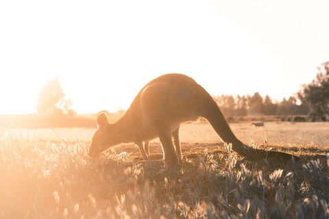 Small Group - Phillip Island Hike & Penguin Parade Day Tour From Melbourne - Attractions 2