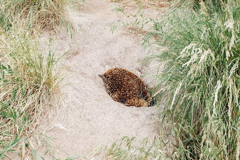 Small Group - Phillip Island Hike & Penguin Parade Day Tour From Melbourne - Attractions 3