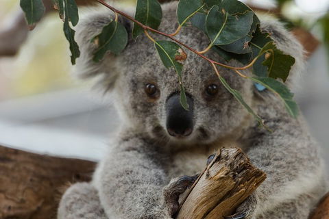 Small Group - Phillip Island Hike & Penguin Parade Day Tour From Melbourne - Attractions 4
