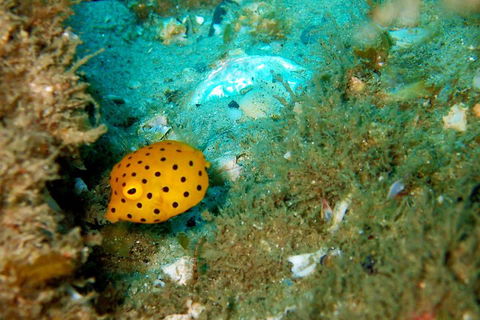 Wave Break Island Scuba Diving On The Gold Coast - Attractions 3