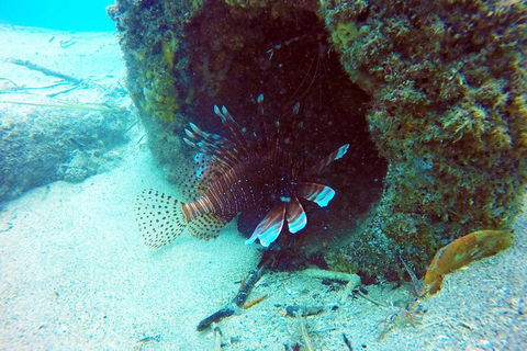 Wave Break Island Scuba Diving On The Gold Coast - Attractions 5