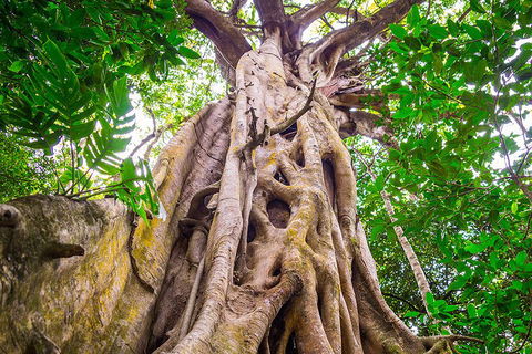 Mossman Gorge Adventure Day - Attractions 1