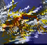 SEA LIFE Melbourne Aquarium Admission Ticket - Attractions