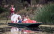 Melbourne Gardens And Days Gone By Private Tour - thumb 4