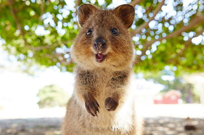 Discover Rottnest with Ferry  Bus Tour from Perth or Fremantle