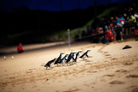2-Day Great Ocean Road, Mornington Peninsula And Phillip Island Tour - Attractions 1