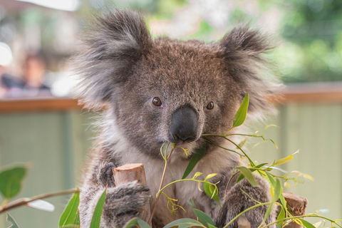 2-Day Great Ocean Road, Mornington Peninsula And Phillip Island Tour - Attractions 2
