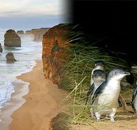 Melbourne Super Saver Great Ocean Road  Phillip Island  Attraction Pass - Attractions