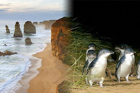 Melbourne Super Saver: Great Ocean Road + Phillip Island + Attraction Pass - Attractions 0