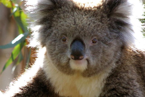 Melbourne Super Saver: Great Ocean Road + Phillip Island + Attraction Pass - Attractions 3