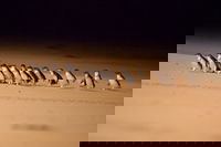Phillip Island Penguin Parade Express Tour from Melbourne