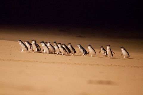 Phillip Island Penguin Parade Express Tour From Melbourne - Attractions 0