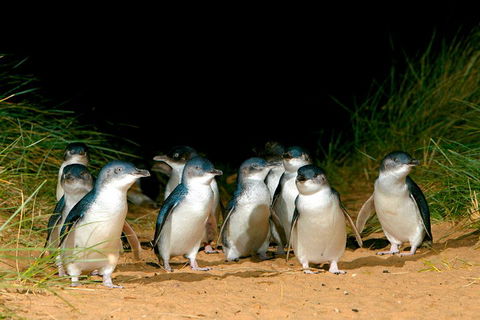 Phillip Island Penguin Parade Express Tour From Melbourne - Attractions 5