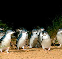 Puffing Billy Moonlit Sanctuary  Penguins Day Tour - Attractions