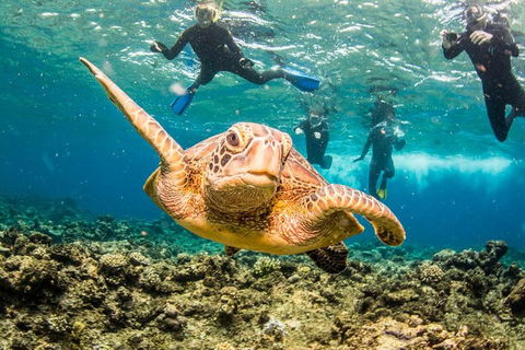 Great Barrier Reef Diving And Snorkeling Cruise From Cairns - Attractions 3