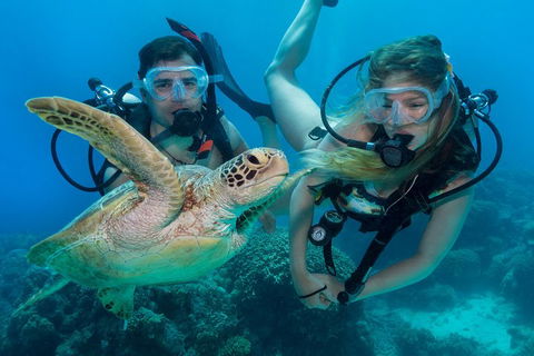 Great Barrier Reef Diving And Snorkeling Cruise From Cairns - Attractions 4