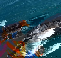 AOC Whale Watching from Broome - Attractions