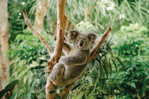 Full-Day Small-Group History And Heritage Tour Of Brisbane City - Attractions 2