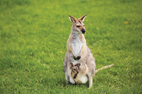 Full-Day Small-Group History And Heritage Tour Of Brisbane City - Attractions 4