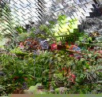 Australian Butterfly Sanctuary - Attractions