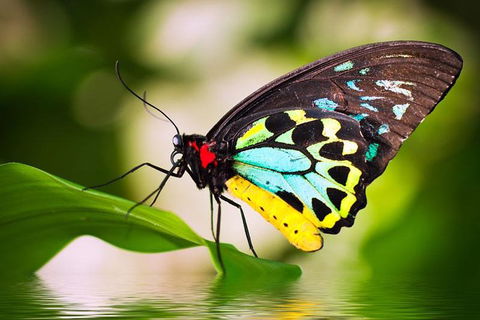 Australian Butterfly Sanctuary - Attractions 4