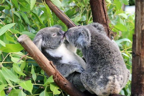 Classic Kuranda By Skyrail And Scenic Railway Including Rainforestation, Koala And Wildlife Park And Pamagirri Aboriginal Experi - Attractions 3