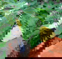 Australian Butterfly Sanctuary- Virtual Interactive Tour With Private Guide - Attractions