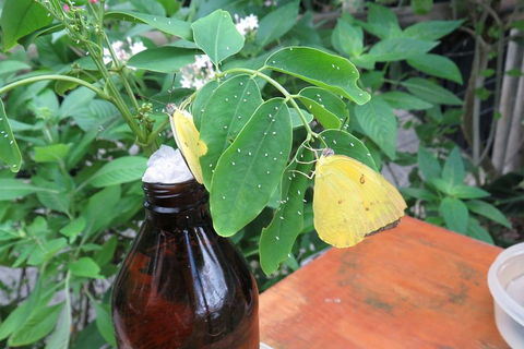 Australian Butterfly Sanctuary- Virtual Interactive Tour With Private Guide - Attractions 0