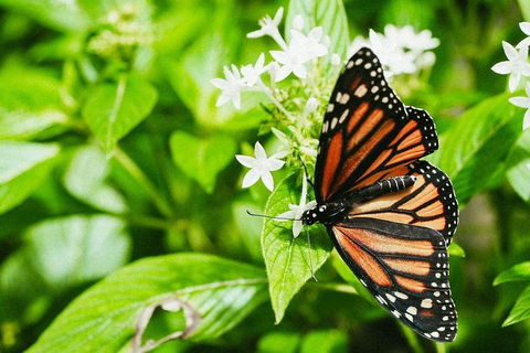 Australian Butterfly Sanctuary- Virtual Interactive Tour With Private Guide - Attractions 4