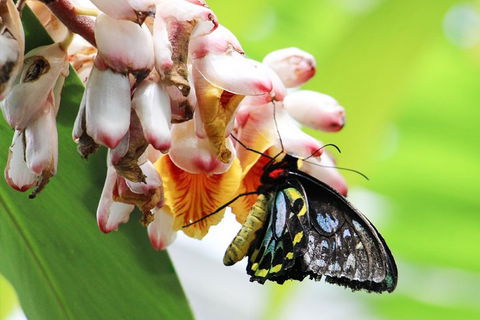Australian Butterfly Sanctuary- Virtual Interactive Tour With Private Guide - Attractions 5