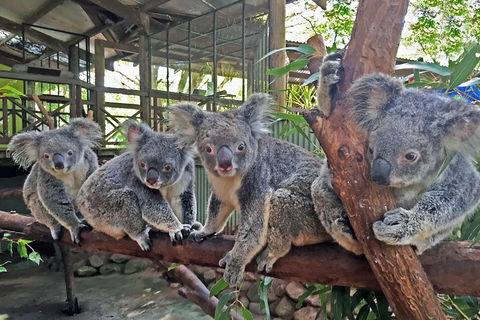 Best Of Kuranda Including Skyrail, Kuranda Scenic Railway And Rainforestation - Attractions 4
