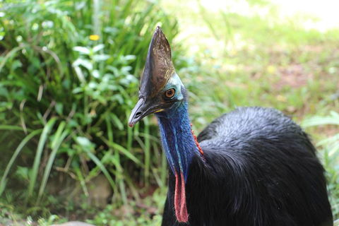 Kuranda Rainforestation Nature Park Ticket (BNP) - Attractions 3